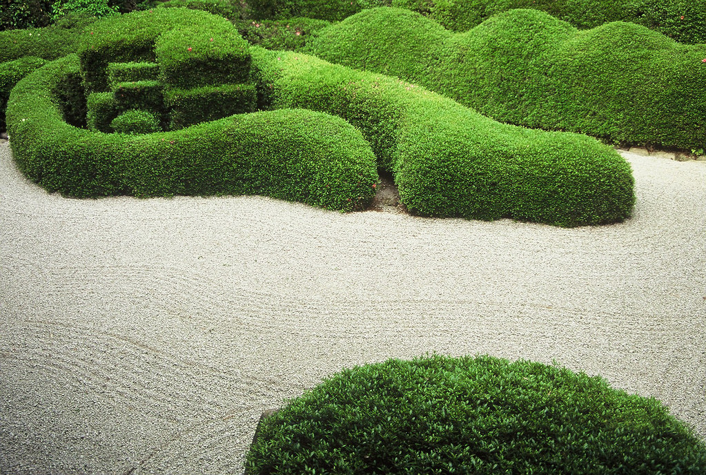 Precisely clipped hedge shapes bordering a garden path