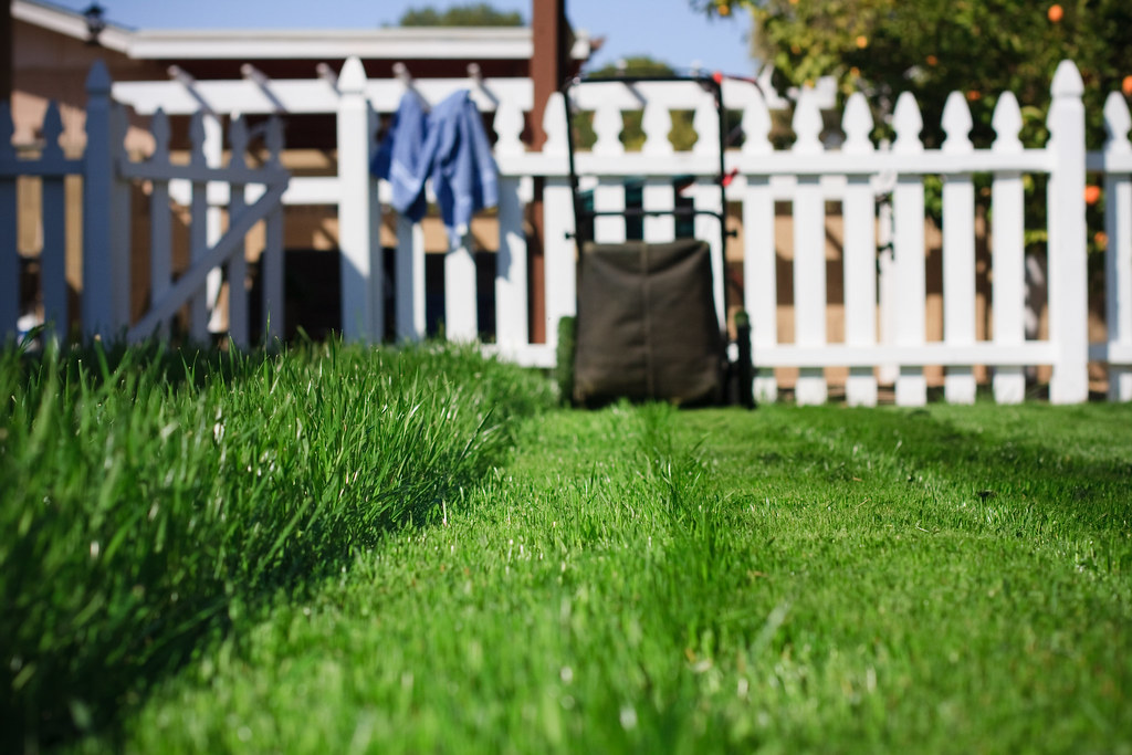 Crisp mowing edge line along a freshly cut lawn