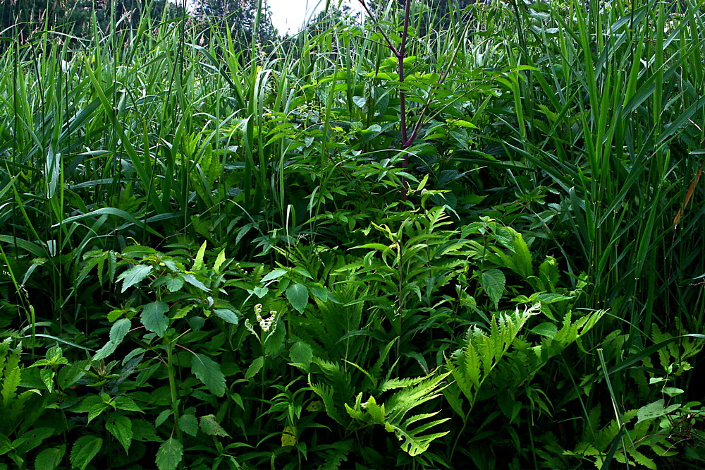 Overgrown grass and weeds before clearance