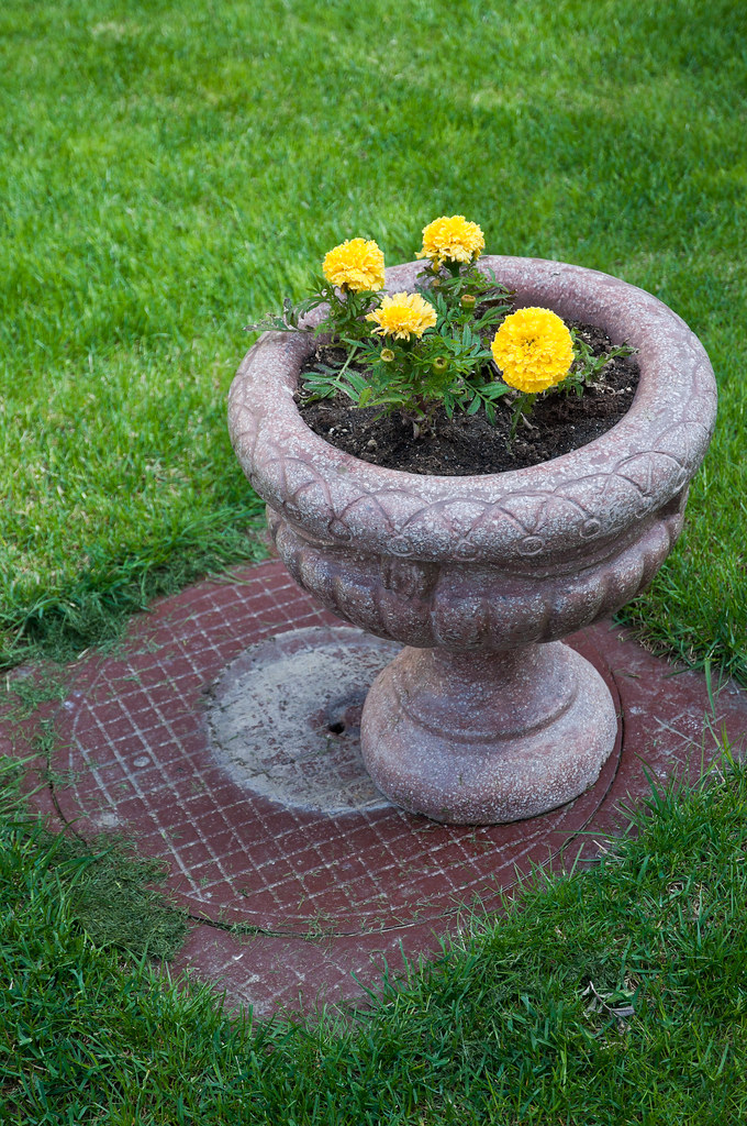 Potted flowering plants on a manicured lawn